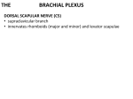 the brachial plexus