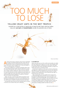 yellow crazy ants in the wet tropics