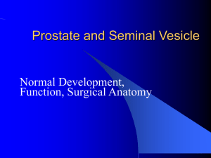 Prostate and Seminal Vesicle