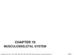chapter 19 musculoskeletal system