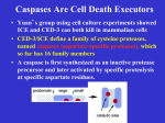 Programmed Cell Death - University of Colorado-MCDB