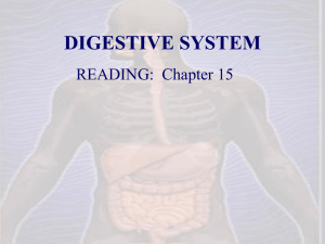a) digestive system functions
