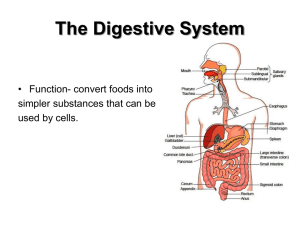 Digestive System Powerpoint