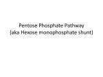 Pentose Phosphate Pathway (aka Hexose monophosphate shunt)