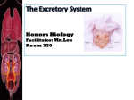 The Excretory System - Fall River Public Schools