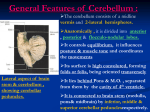 10-cerebellum