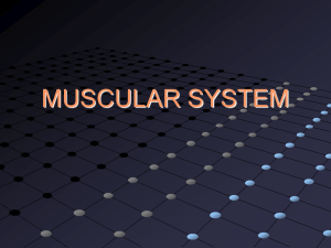 muscular system