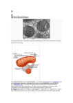 Mitochondrion File