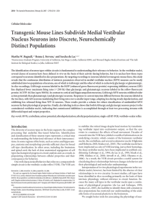 Transgenic Mouse Lines Subdivide Medial Vestibular Nucleus