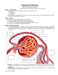 Glomerular Fil No HP - Interactive Physiology