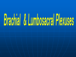 lumbar plexus