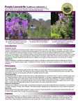 Purple Loosestrife (Lythrum salicaria L.)