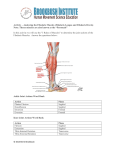 Activity – Analyzing the Fibularis Muscles (Fibularis Longus and