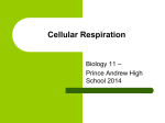 Cellular Respiration - hrsbstaff.ednet.ns.ca