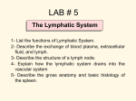 lab 5 lymphatic system - Dr. Justo Lopez Website
