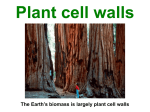 Plant cell walls - Faculty of Biological Sciences