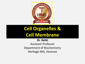 cell-membrane-5-11-16
