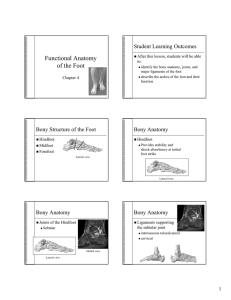 Foot Functional Anatomy