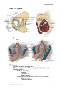 Lower tract anatomy Blood supply Common iliac artery bifurcates at