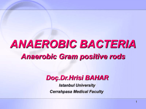 ANAEROB  C GRAM POSITIVE RODS, 3005.pps4.58 MB