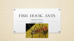 FISH HOOK ANT