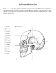 Skull Anatomy Coloring Sheet