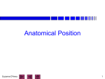 anatomical position - Manasquan Public Schools