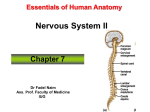 Essentials of Human Anatomy Nervous System II Chapter 7 Dr Fadel