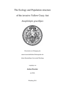 The Ecology and Population structure of the invasive Yellow Crazy