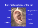 External anatomy of the ear