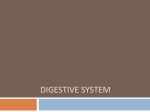 Digestive System