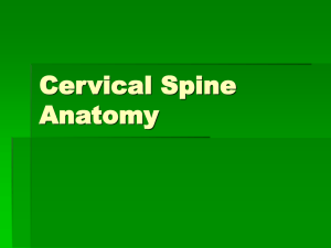 Cervical Spine Anatomy