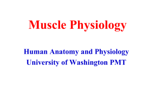 Muscle Physiology - University of Washington