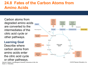 24.8 Fates of the Carbon Atoms from Amino Acids