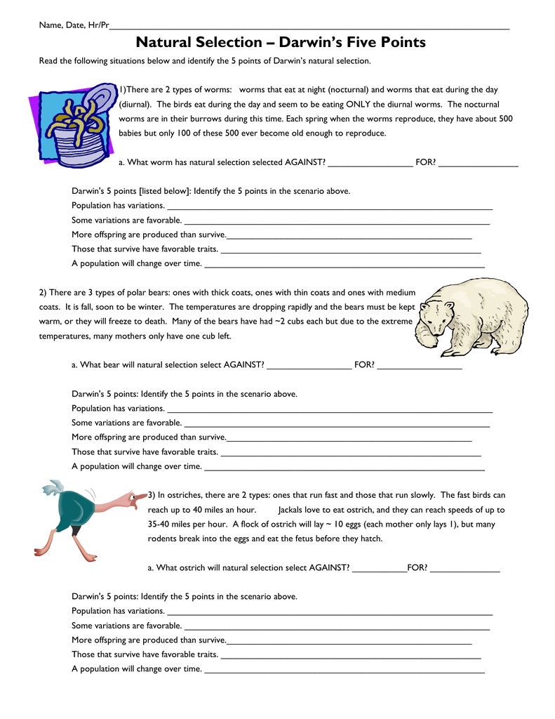 Natural Selection – Darwin`s Five Points Throughout Types Of Natural Selection Worksheet