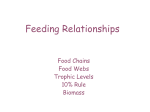 Feeding Relationships