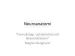Neuroanatomi - pharmguse.net