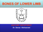 2-Bones of Lower Limb-20152014-12-01 21:352.4 MB