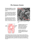 The Immune System - beta-glucan-info