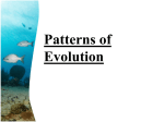 divergent evolution