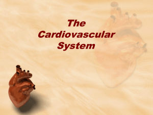 Blood Flow Through the Heart, Pulmonary, and Systemic Circulations