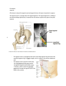 GI anatomy sheet (4) [This lecture is about the inguinal canal and