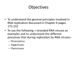 Positive Strand RNA Viruses