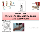 Upper limb - Wikispaces