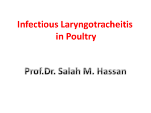 Infectious Laryngotracheitis in Poultry Prof.Dr. Salah M. Hassan