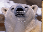 Mammals phylum-Chordata class-Mammalia