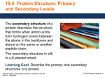 Primary Structure of Proteins