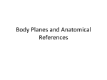 Body Planes and Anatomical References