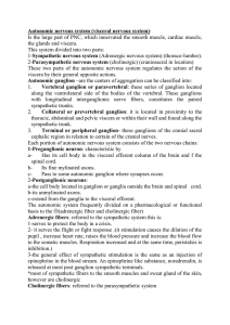 Autonomic nervous system