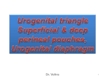 15-Urogenital Traiangle2009-04-18 05:435.9 MB